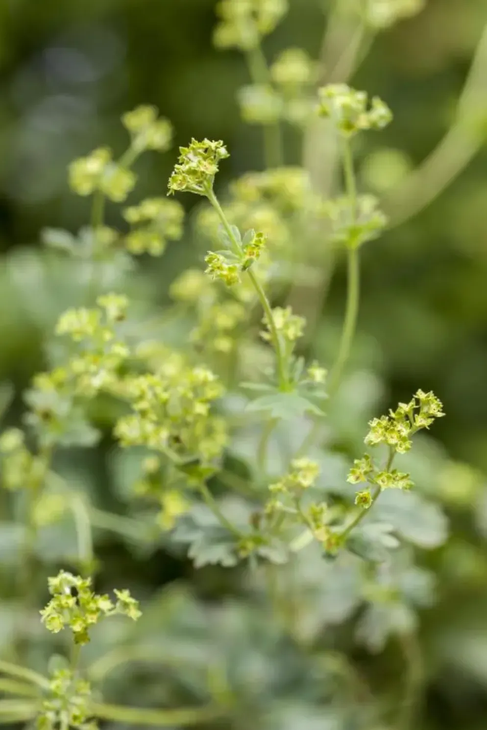 Alchemilla erythropoda (Vrouwenmantel)