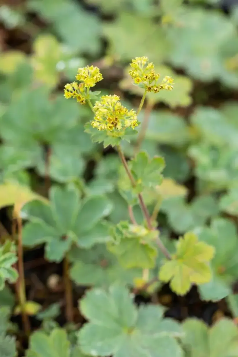 Alchemilla erythropoda (Vrouwenmantel)