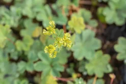 Alchemilla erythropoda (Vrouwenmantel)