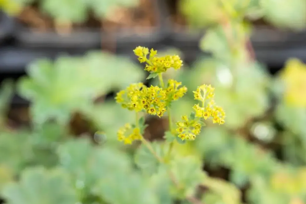 Alchemilla erythropoda (Vrouwenmantel)