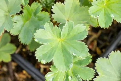 Alchemilla erythropoda (Vrouwenmantel)