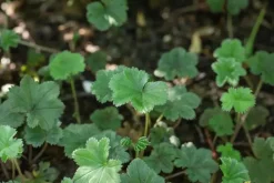 Alchemilla erythropoda (Vrouwenmantel)