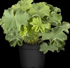 Alchemilla mollis (Vrouwenmantel)