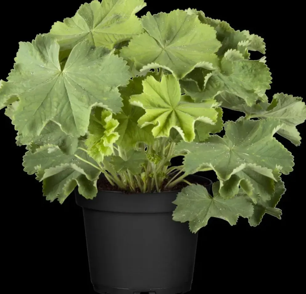 Alchemilla mollis (Vrouwenmantel)