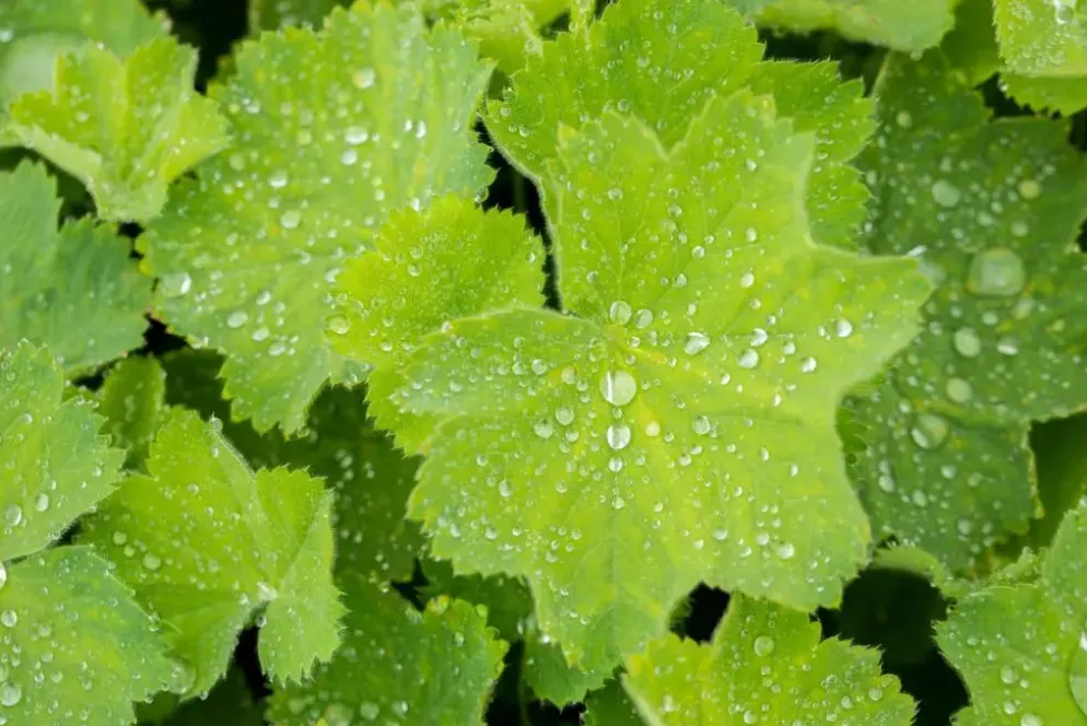 Alchemilla mollis (Vrouwenmantel)