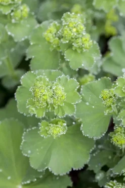 Alchemilla mollis (Vrouwenmantel)