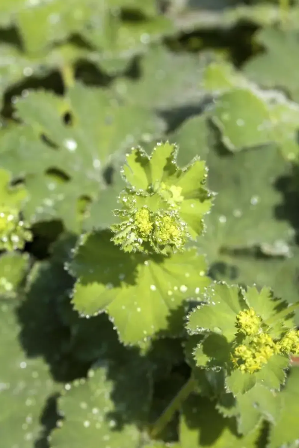 Alchemilla mollis (Vrouwenmantel)