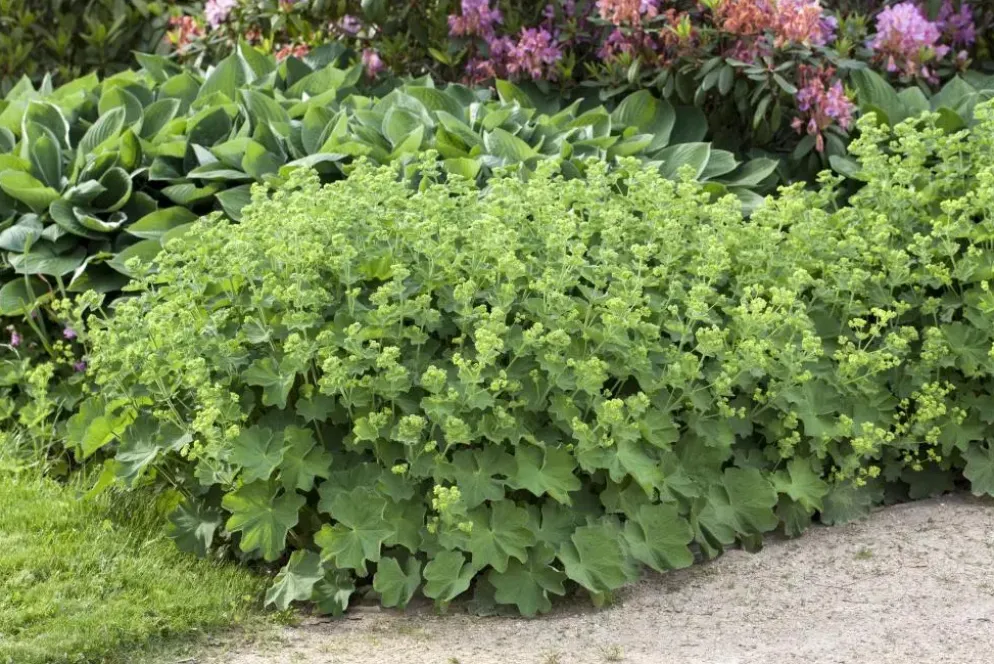 Alchemilla mollis (Vrouwenmantel)