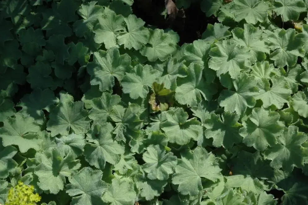 Alchemilla mollis (Vrouwenmantel)
