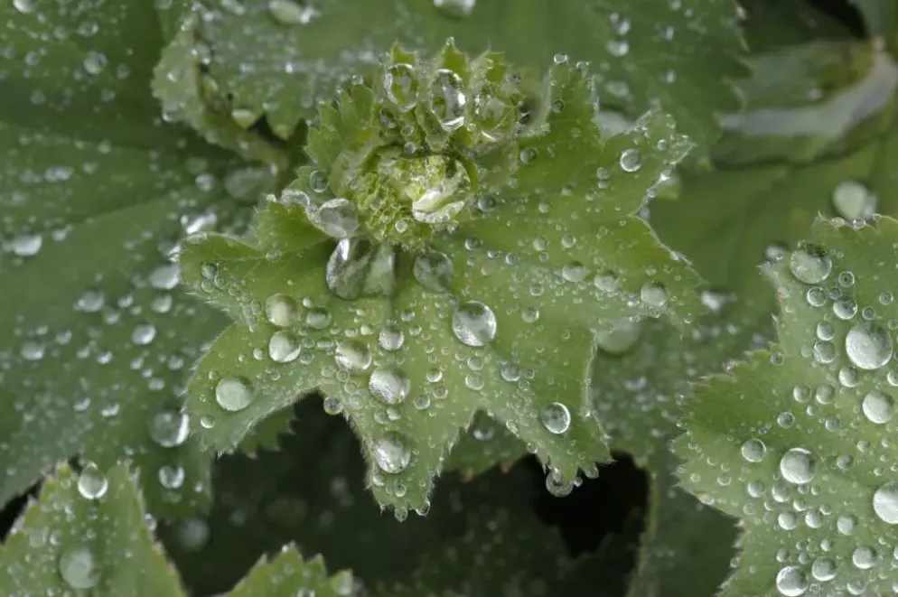 Alchemilla mollis (Vrouwenmantel)