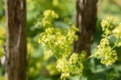 Alchemilla mollis (Vrouwenmantel)