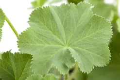Alchemilla mollis (Vrouwenmantel)
