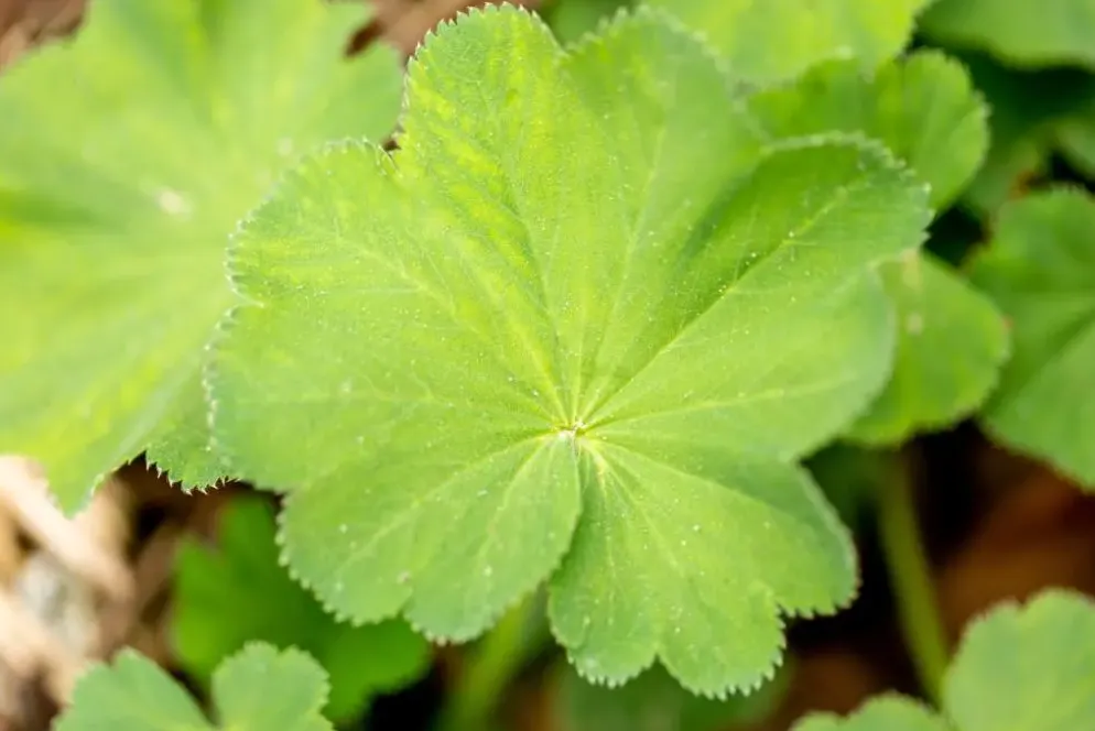 Alchemilla mollis (Vrouwenmantel)