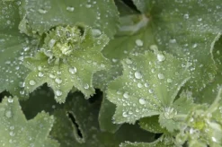 Alchemilla mollis (Vrouwenmantel)