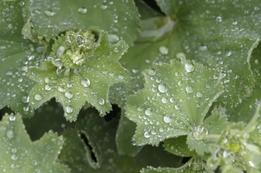 Alchemilla mollis (Vrouwenmantel)