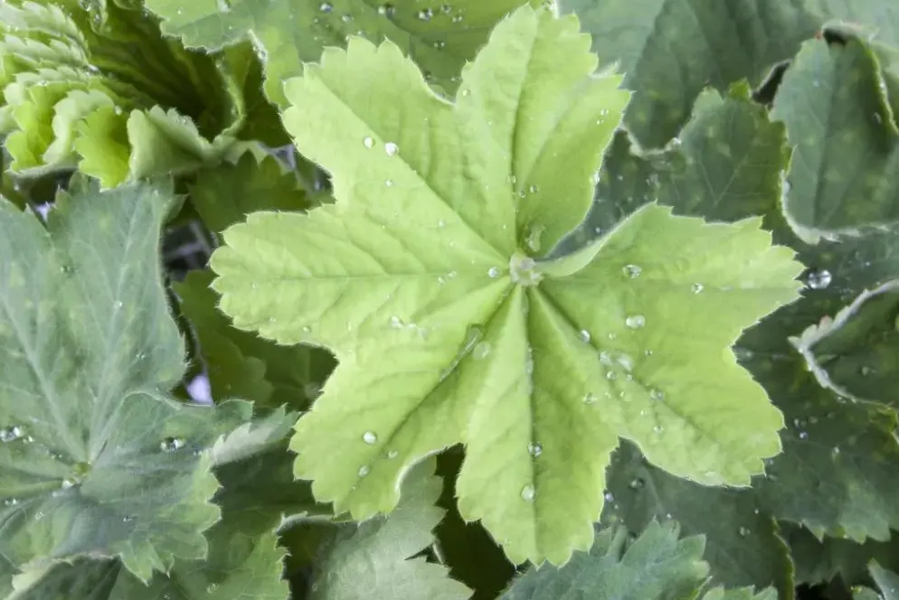 Alchemilla mollis (Vrouwenmantel)