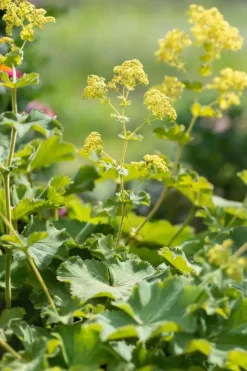 Alchemilla mollis (Vrouwenmantel)