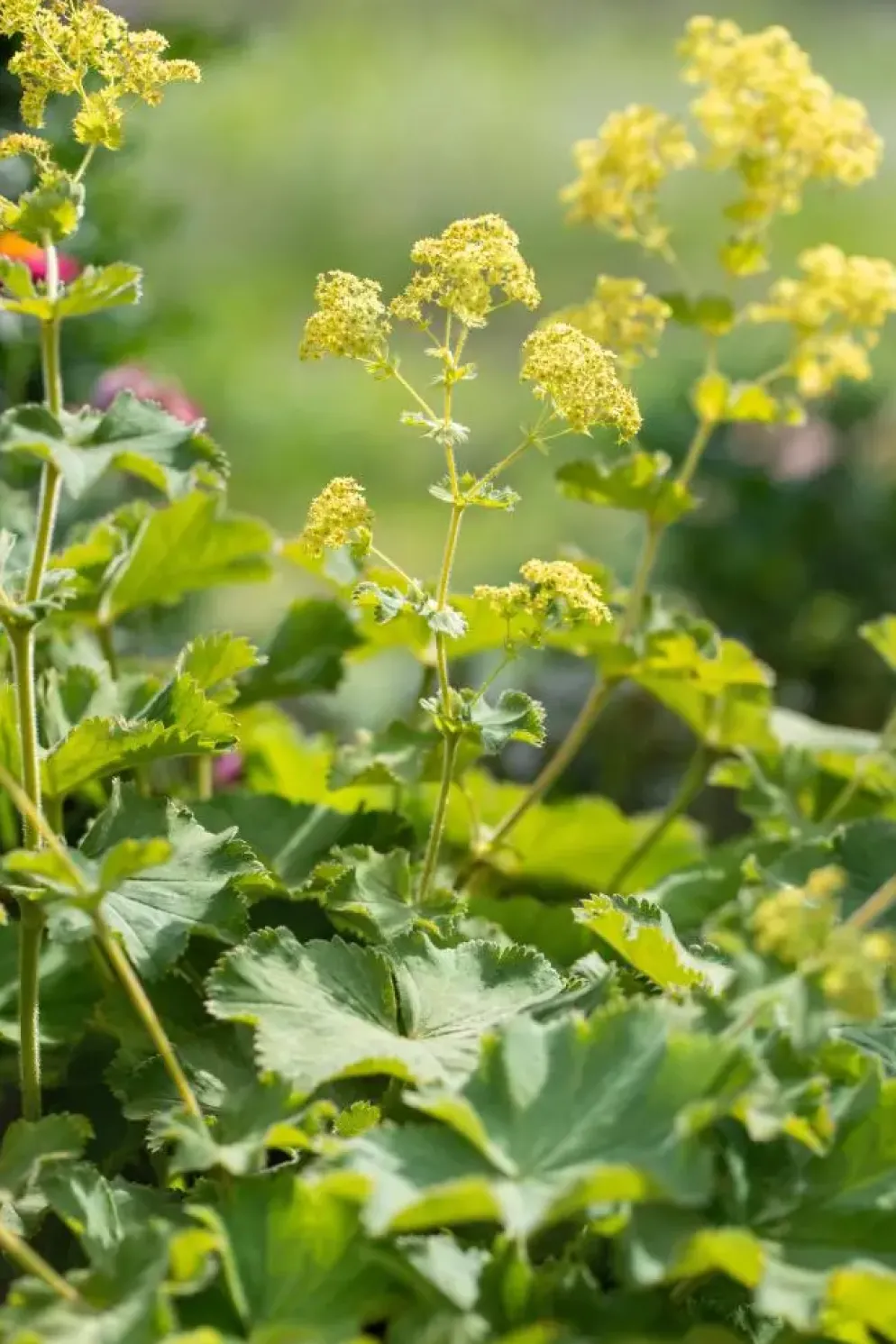 Alchemilla mollis (Vrouwenmantel)