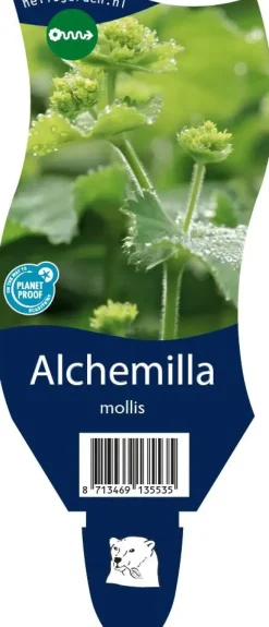 Alchemilla mollis (Vrouwenmantel)