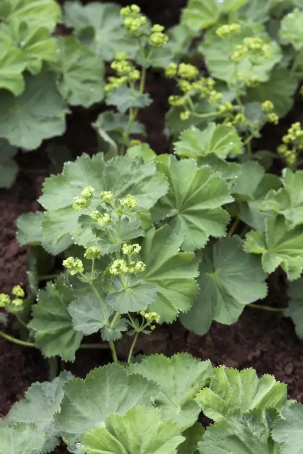 Alchemilla mollis (Vrouwenmantel)