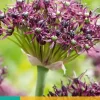 Allium atropurpureum 5 allium bollen