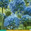 Allium caeruleum 15 allium bollen