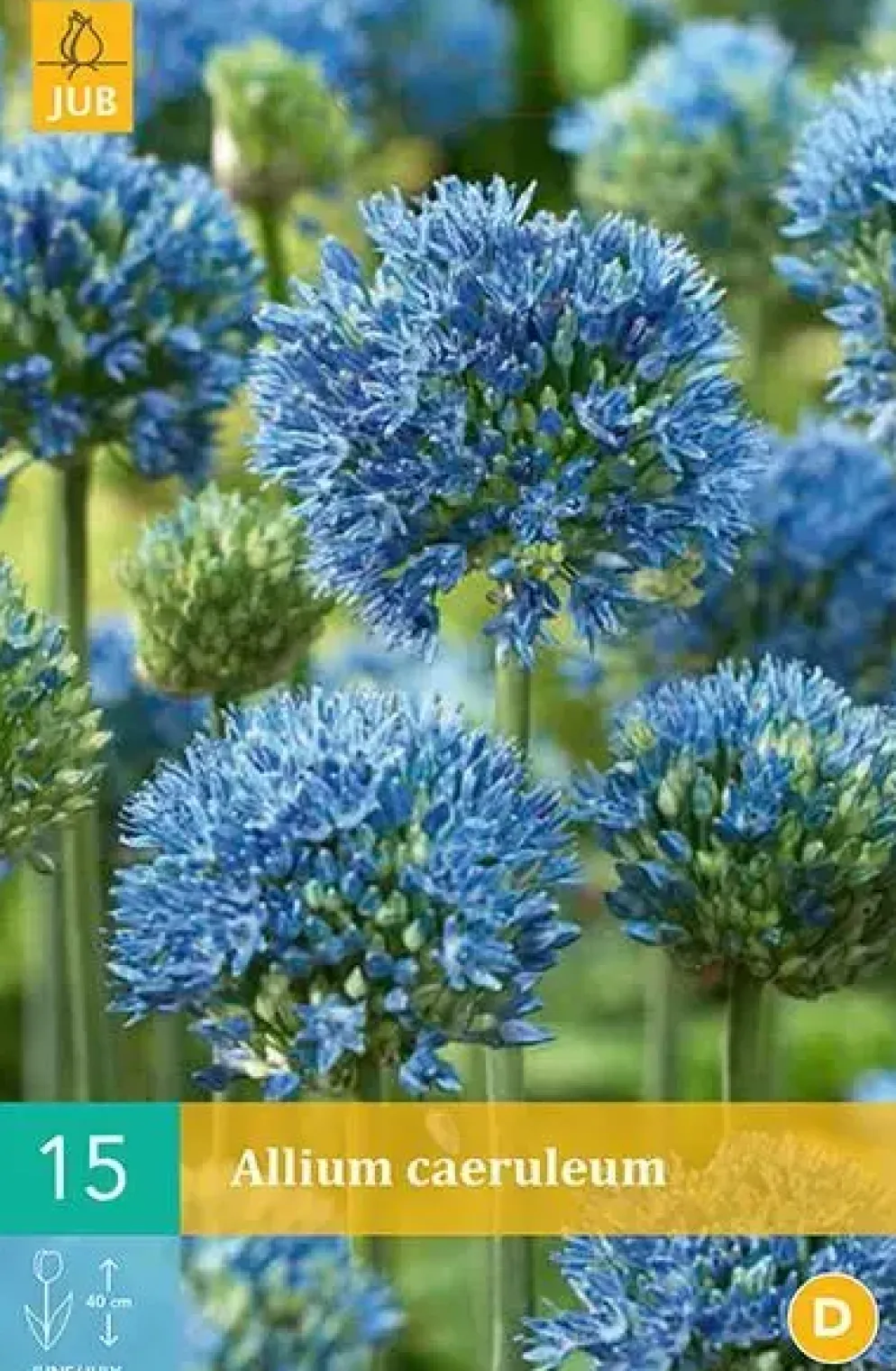 Allium caeruleum 15 allium bollen