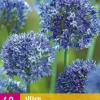 Allium caeruleum 40 bloembollen