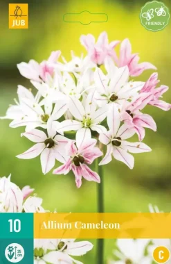 Allium Cameleon 10 allium bollen