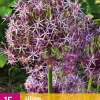 Allium christophii 15 allium bollen