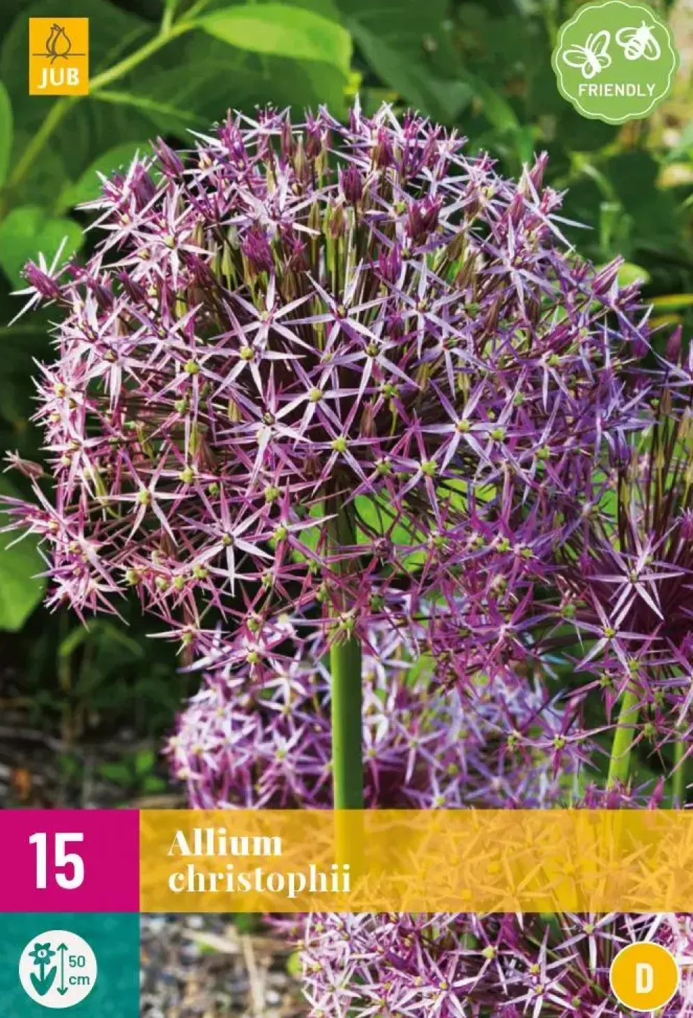 Allium christophii 15 allium bollen