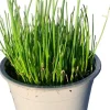 Allium fistulosum (Grove bieslook)