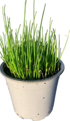 Allium fistulosum (Grove bieslook)