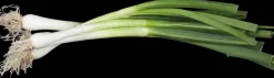 Allium fistulosum (Grove bieslook)