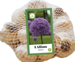 Allium gladiator 8st
