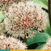 Allium karataviense 5 allium bollen