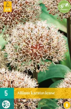 Allium karataviense 5 allium bollen