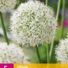 Allium Mount Everest 3 allium bollen
