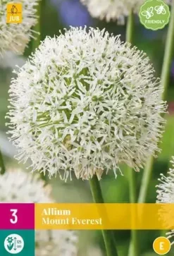 Allium Mount Everest 3 allium bollen