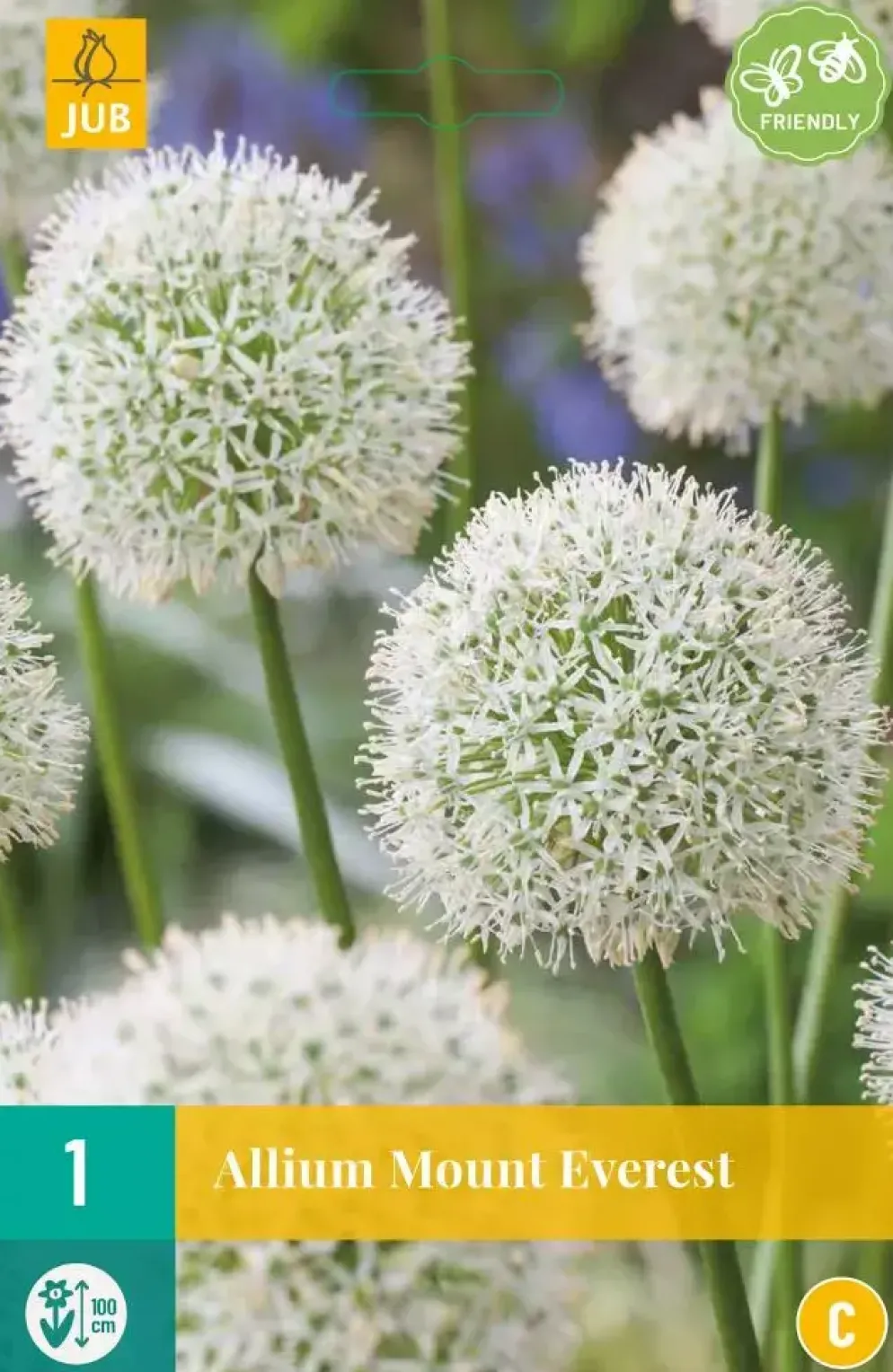 Allium Mount Everest 1 allium bollen