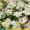 Allium neapolitanum 25 allium bollen