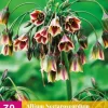 Allium (nectaroscordum) siculum 30 allium bollen