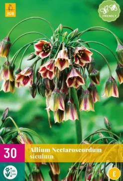 Allium (nectaroscordum) siculum 30 allium bollen