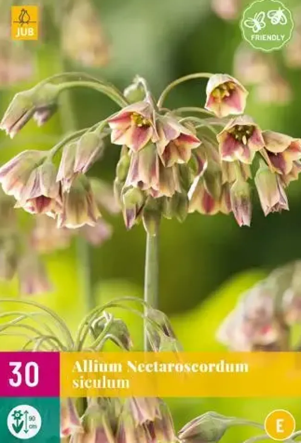 Allium (nectaroscordum) siculum 30 allium bollen