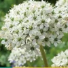 Allium nigrum 5st