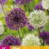 Allium Paars/Wit 15 allium bollen