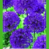 Allium Purple Rain 40 allium bollen