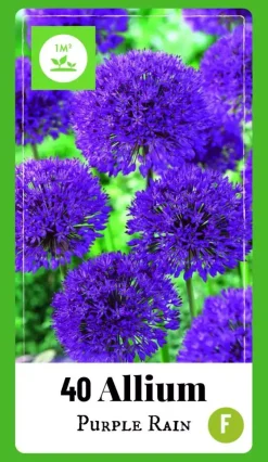 Allium Purple Rain 40 allium bollen