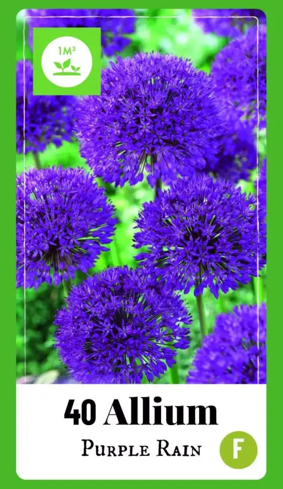 Allium Purple Rain 40 allium bollen