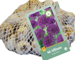 Allium Purple Rain 40 allium bollen